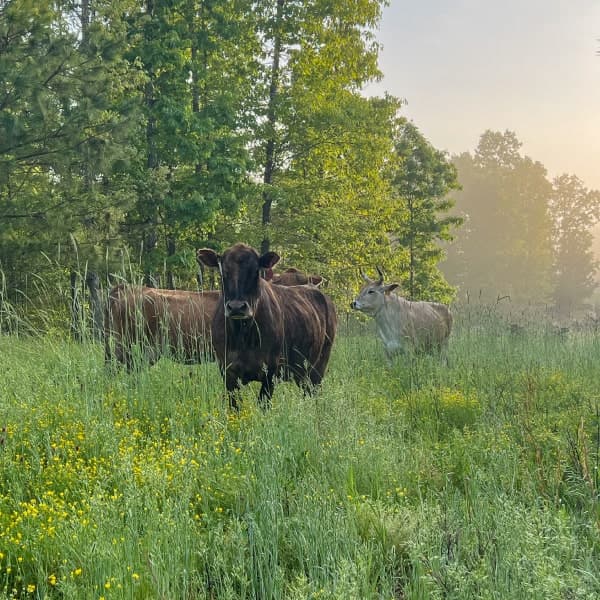 cows grazing