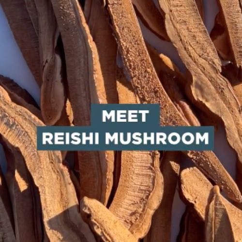 meet reishi mushroom