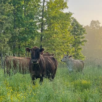 cows grazing